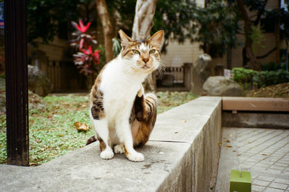 Konica C35 AF2