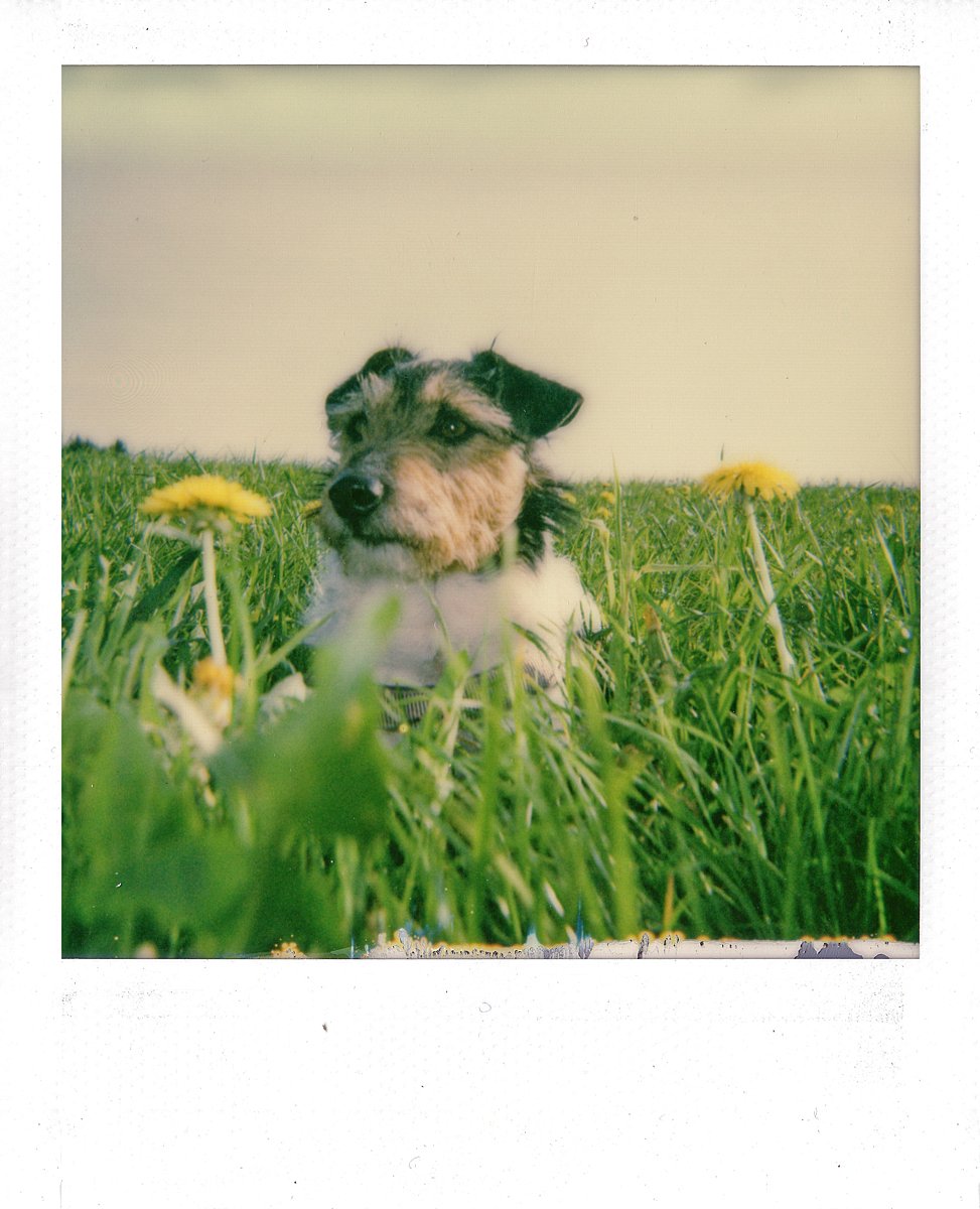 Polaroïd 600 Round