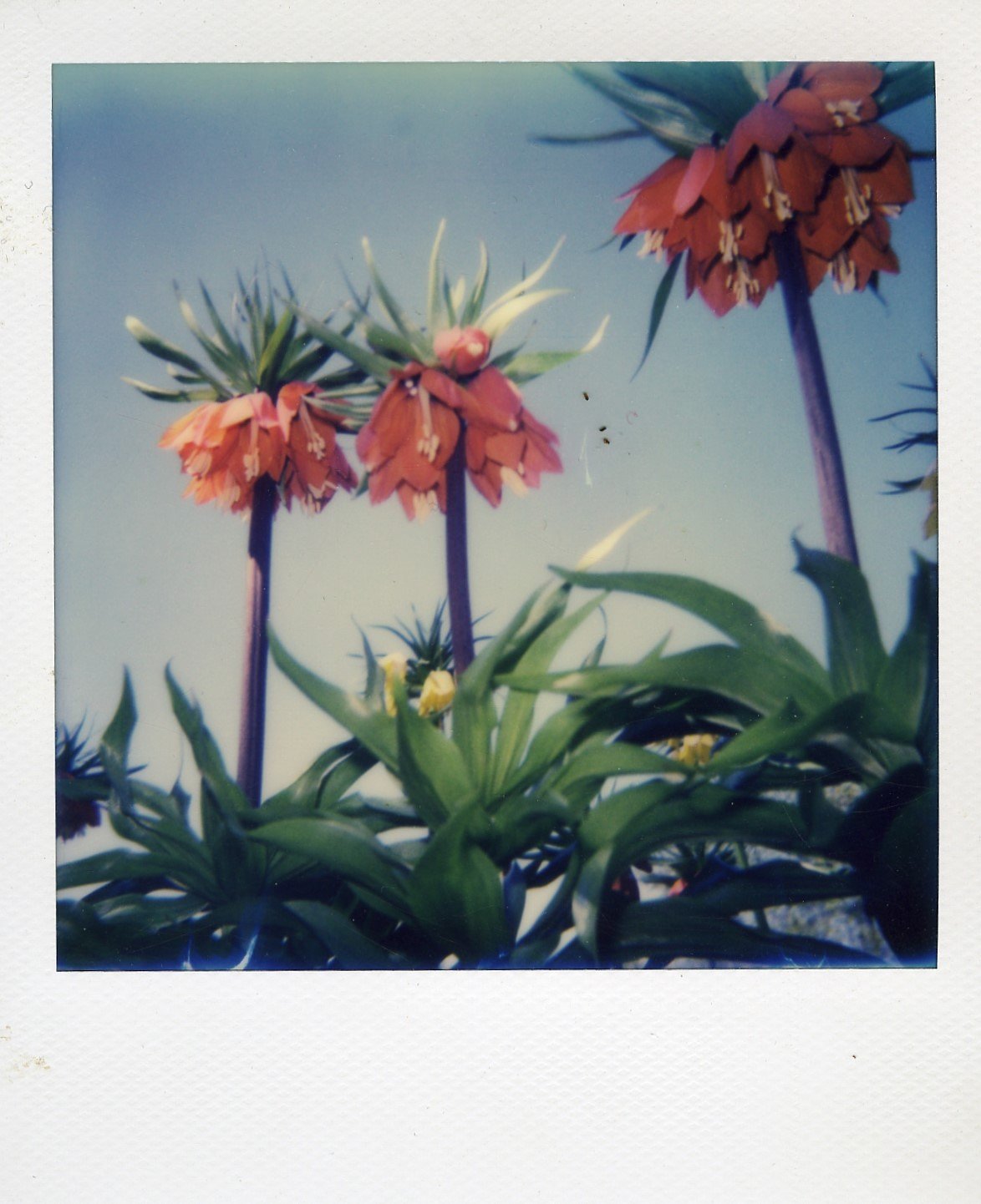 Polaroid 636 Close-up